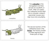 Parts of a Caterpillar Nomenclature Book - Montessori Print Shop