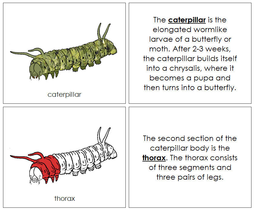 Parts of a Caterpillar Nomenclature Book (red) - Montessori Print Shop