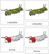 Parts of a Caterpillar Nomenclature 3-Part Cards (red) - Montessori Print Shop