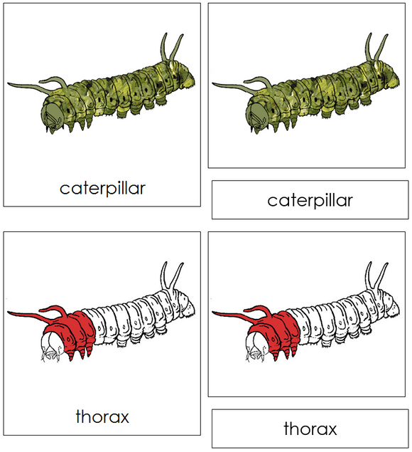 Caterpillar Nomenclature Cards (red) - Montessori Print Shop