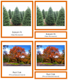 Canadian Provincial Trees (color-coded) - Montessori Print Shop
