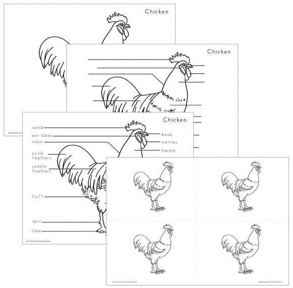 Elementary Chicken Nomenclature - Montessori Print Shop