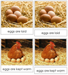 Life Cycle of the Chicken Nomenclature 3-Part Cards & Charts - Montessori Print Shop