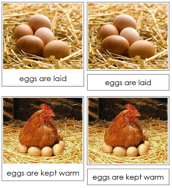 Life Cycle of the Chicken Nomenclature Cards & Charts - Montessori Print Shop