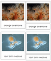 Cnidaria Animal Cards - Montessori Print Shop