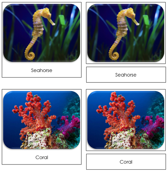 Coral Reef Safari Toob Cards - Montessori Print Shop