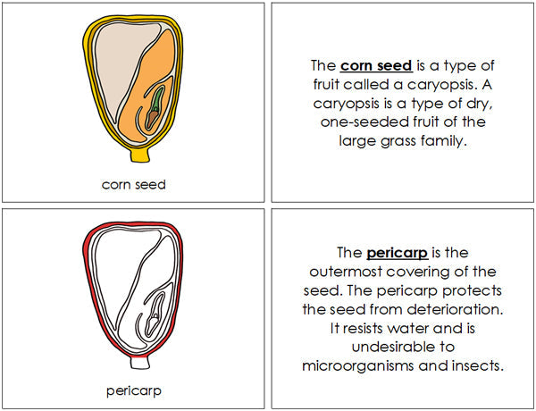 Corn Seed Nomenclature Book (Red) - Montessori Print Shop