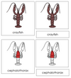 Crayfish Nomenclature 3-Part Cards (red) - Montessori Print Shop
