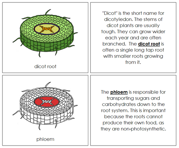 Dicot Root Nomenclature Book (red) - Montessori Print Shop