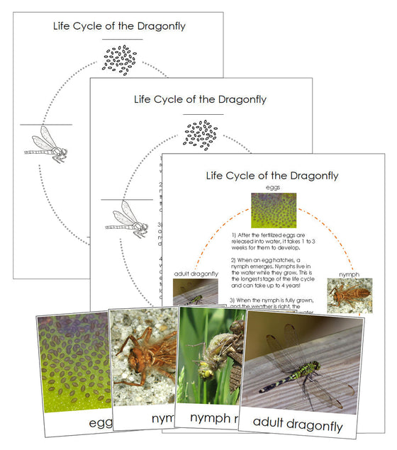 Dragonfly Life Cycle Nomenclature Cards & Charts - Montessori Print Shop