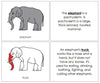Parts of an Elephant Nomenclature Book (red) - Montessori Print Shop