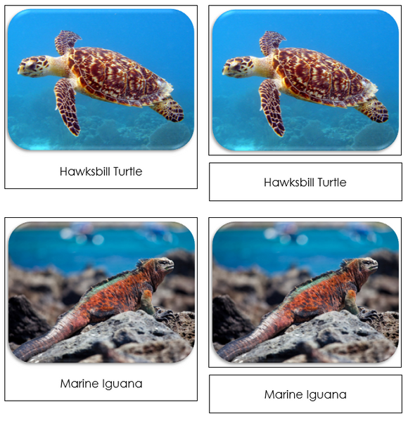 Endangered Marine Species Safari Toob Cards - Montessori Print Shop