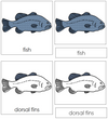 Parts of a Fish Nomenclature Cards - Montessori Print Shop