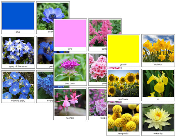 Flower Color Sorting Cards