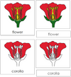 Flower Nomenclature 3-Part Cards - Montessori Print Shop