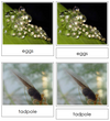 Frog Life Cycle Nomenclature 3-Part Cards & Charts - Montessori Print Shop