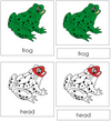 Frog Nomenclature Cards (red) - Montessori Print Shop