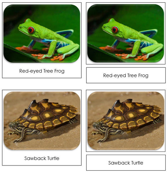 Frogs & Turtles Safari Toob Cards - Montessori Print Shop
