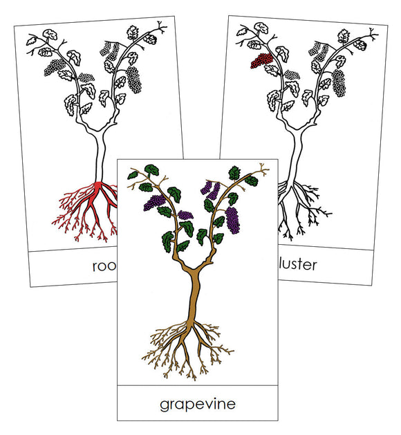Grapevine Nomenclature Cards (red) - Montessori Print Shop