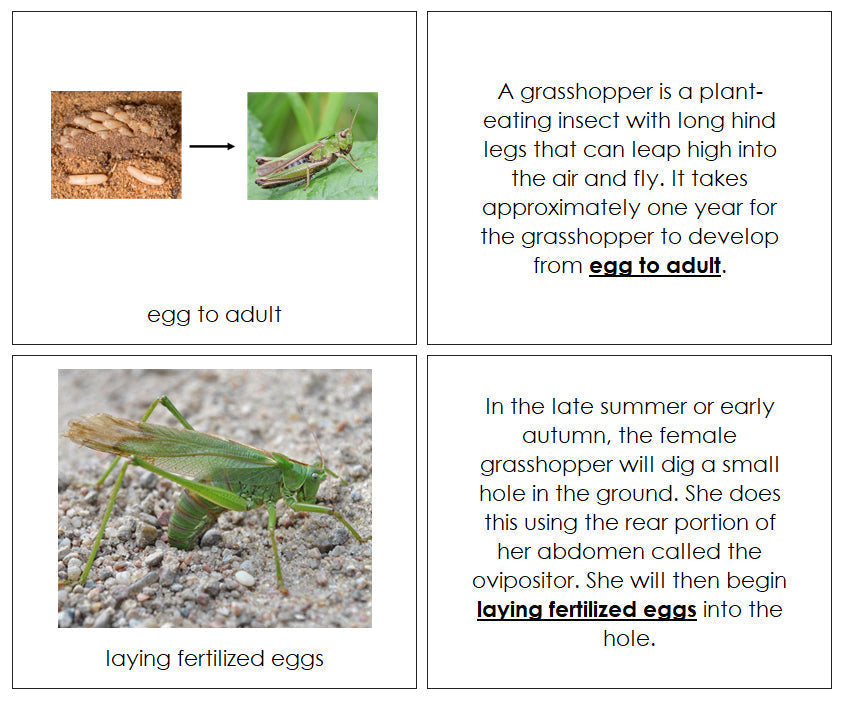 Grasshopper Life Cycle Book - Montessori Print Shop