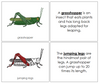 Parts of a Grasshopper Nomenclature Book (red) - Montessori Print Shop