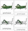 Grasshopper Nomenclature 3-Part Cards - Montessori Print Shop