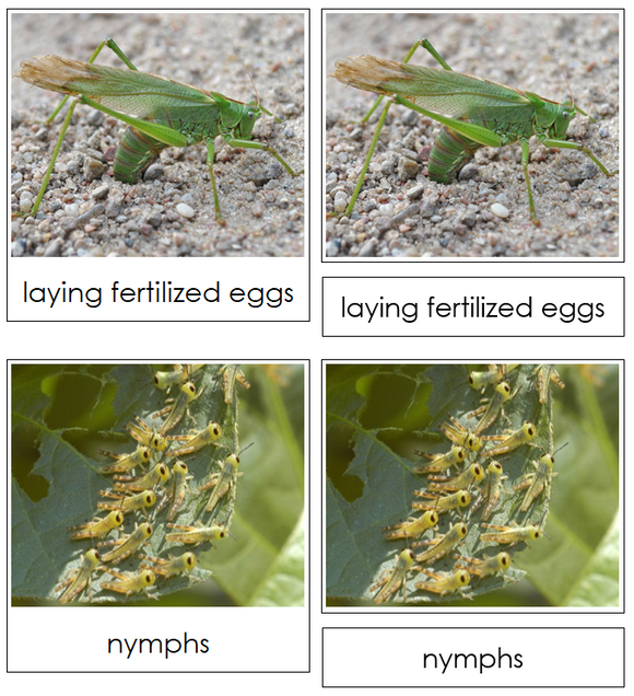 Grasshopper Life Cycle Nomenclature Cards & Charts - Montessori Print Shop