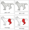 Gray Wolf Nomenclature 3-Part Cards (red) - Montessori Print Shop