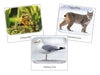 Great Lakes Safari TOOB Cards - Montessori Print Shop