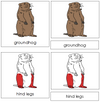 Groundhog Nomenclature 3-Part Cards (red) - Montessori Print Shop