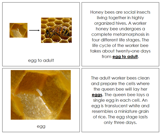 Honey Bee Life Cycle Book - Montessori Print Shop