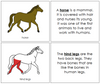 Horse Nomenclature Book (red) - Montessori Print Shop