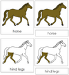 Horse Nomenclature 3-Part Cards - Montessori Print Shop