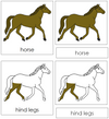 Parts of a Horse Nomenclature Cards - Montessori Print Shop