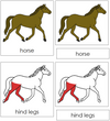 Parts of a Horse Nomenclature Cards (red) - Montessori Print Shop