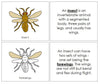 Parts of an Insect Nomenclature Book - Montessori Print Shop