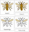 Insect Nomenclature Cards - Montessori Print Shop
