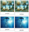Jellyfish Life Cycle Nomenclature 3-Part Cards & Charts - Montessori Print Shop