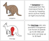 Kangaroo Nomenclature Book (red) - Montessori Print Shop