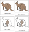 Kangaroo Nomenclature 3-Part Cards - Montessori Print Shop
