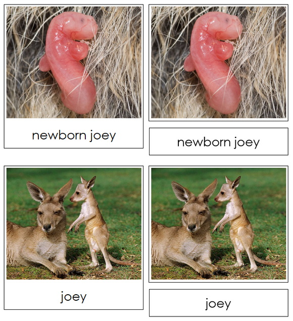Kangaroo Life Cycle Nomenclature Cards & Charts - Montessori Print Shop