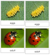 Ladybug Life Cycle Nomenclature 3-Part Cards & Charts - Montessori Print Shop