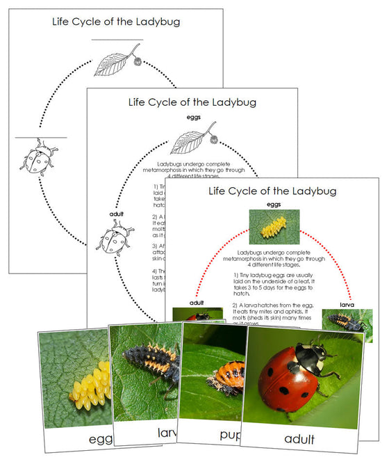 Ladybug Life Cycle Nomenclature Cards & Charts - Montessori Print Shop
