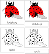 Ladybug Nomenclature 3-Part Cards - Montessori Print Shop