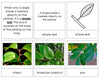 Leaf Arrangements - Montessori Print Shop