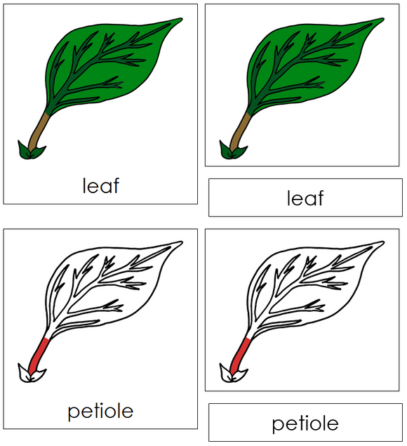 Leaf Nomenclature Cards (red) - Montessori Print Shop