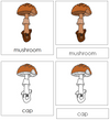 Parts of a mushroom Nomenclature 3-Part Cards - Montessori Print Shop