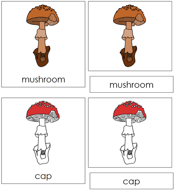 Mushroom Nomenclature Cards (red) - Montessori Print Shop