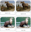 North American Wildlife - Safari Toob Cards