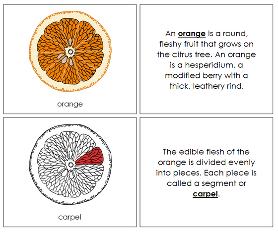 Orange Nomenclature Book (red) - Montessori Print Shop